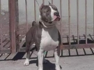 salvatore