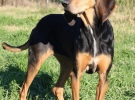 adotta un cane dal canile