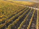 cantina zaccagnini