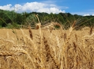 agricola zerbo