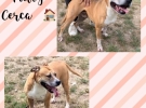 adotta un cane dal canile