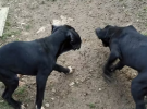 pointer