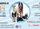 dog paradise asd