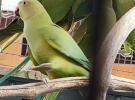 vendo parrocchetti