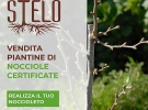 azienda agricola stelo