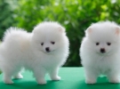POM
