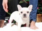 bulldog francese.