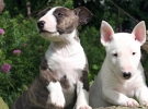 Bull Terrier