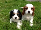 Cavalier