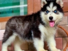 husky