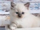 Ragdoll
