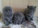 Scottish Fold tica
