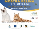 anfi sezione veneto