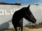 erasmo
