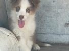 filippo