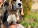 rita