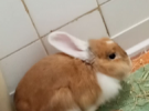 massimo