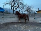domenico