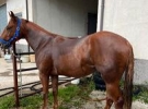 domenico