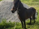 vincenzo