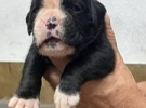 boxer fiuggi