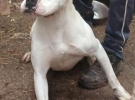 pino